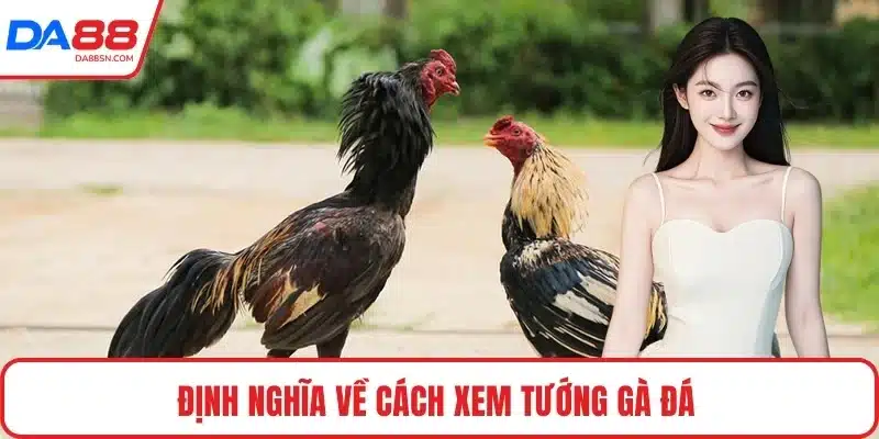 Định nghĩa về cách xem tướng gà đá Định nghĩa về cách xem tướng gà đá