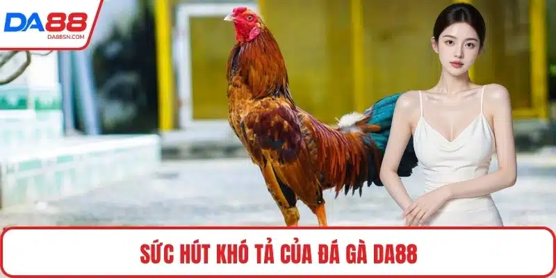 Sức hút khó tả của đá gà DA88 Sức hút khó tả của đá gà DA88